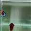 Koi Multicolor Metallic S63 Plakat - Male Betta