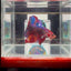 [Rare]Young Giant Koi Multicolor Bigtail A146 - Male Betta