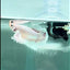 Dumbo Big Ear White Plakat - Male Betta #Au52