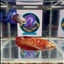 Red Gold Galaxy J14 Plakat- Female Betta