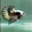 Plakat Alien Samurai Male Betta #A209