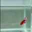 Red Fancy Hellboy Startail S54 Plakat - Male Betta