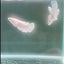 Dumbo Super White S01 Halfmoon - Female Betta
