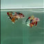 Plakat Koi Copper Giant Female Betta #Ju10