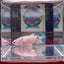 Marble Dot A96 Plakat - Female Betta
