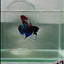 Plakat Wild Blue Imbellis Male Betta #N117