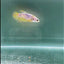 Giant Koi Yellow S91 Plakat - Female Betta