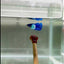 Dumbo Super Blue S23 Plakat - Male Betta