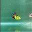 Plakat Koi Green Eye Female Betta #Ju20