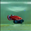 Plakat Red Fancy Hellboy Female Betta #Ma28
