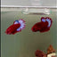 Plakat Startail Red Fancy Hellboy Female Betta #J49