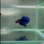 Dumbo Plakat Blue Male Betta #N42