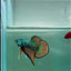 Plakat Alien Samurai Male Betta #A210