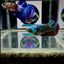 Avatar Blackblue Galaxy J47 Plakat - Female Betta
