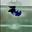 Dumbo Plakat Blue Female Betta #N44