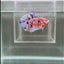 [Rare]Young Giant Koi Multicolor S51 Plakat - Male Betta