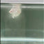 Dumbo Super White Rosetail S04 Halfmoon - Male Betta