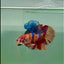 Plakat Nemo Multicolor Male Betta #A231