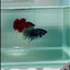 Plakat Imbellis Yellow Male Betta #M18