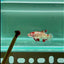 Giant Koi Red Cellophane S92 Plakat- Female Betta