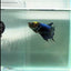 Crowtail Blue Hulk Koi Green Eye Female Betta #Au36