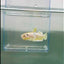 Dumbo Plakat Super Gold Female Betta #N32