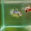 Plakat Pastel Vanda Male Betta #Ju13