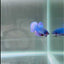 [Rare]Hybrid Alien Blue+Purple S14 Plakat - Male Betta