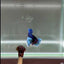 Dumbo Super Blue S07 Plakat - Male Betta