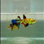 Halfmoon Koi Green Eye Female Betta #Ju57
