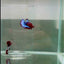 Plakat Red Fancy Female Betta #N79