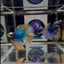Blue Gas A69 Halfmoon - Male Betta