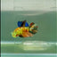Halfmoon Koi Green Eye Female Betta #Ju58