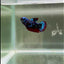 Avatar Galaxy S93 Plakat - Female Betta