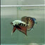 Plakat Alien Samurai Male Betta #Jul44