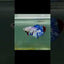 Plakat Koi Candy Dot Male Betta Giant #M102