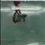 Wild Hybrid Alien Male Betta #M138