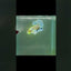 Plakat Dumbo Koi Multicolor Green Eye Male Betta #M115