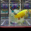 Dumbo Koi green eye A135 Halfmoon - Female Betta