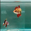 Plakat Koi Orange Giant Female Betta #Ju11