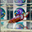 Red Fancy Startail Plakat - Female betta M38