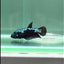 Plakat Blue Samurai Female Betta #Au08