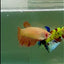 Halfmoon Pink Dot Female Betta #Jul41