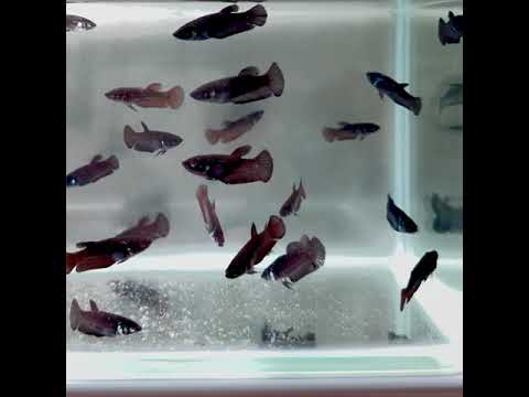 Baby Betta Samurai JustFishyThing - Main Image