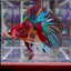 Koi Multicolor Metallic A140 Halfmoon - Male Betta