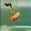 Halfmoon Pink Dot Female Betta #Jul47