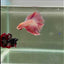 Halfmoon Pink Dot Male Betta #D02