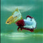 Plakat Red Fancy Copper Male Betta #Ma03