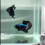 Plakat Blue Samurai Male Betta #Au43