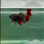 Plakat Imbellis Copper Male Betta #M11